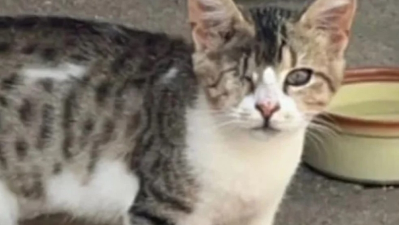 Για έβδομη μέρα ψάχνουν τον μικρό Rodri που χάθηκε στην πτήση από Χανιά για Μόναχο