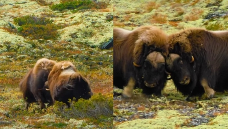 Η συγκλονιστική μάχη μεταξύ δύο ταύρων που έγινε viral: Ο εκκωφαντικός θόρυβος της σύγκρουσης (vid)