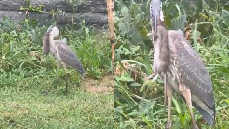 Ερωδιός καταβρόχθισε τεράστιο αρουραίο στο Σέντραλ Παρκ: «Πίστευα ότι έβλεπα ντοκιμαντέρ του National Geographic» (vid)