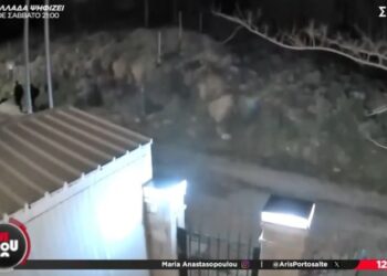 Διαρρήκτες έπεσαν πάνω σε σκυλιά και τα «έκαναν» πάνω τους: Μπούκαραν σε άλλο σπίτι (vid)