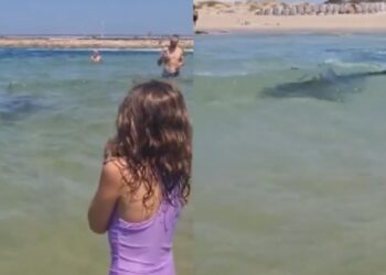 Ισραήλ: Δύτης αγνοείται μετά από επίθεση καρχαρία (vid)