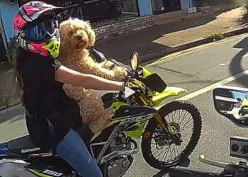 Πρόστιμο σε γυναίκα οδηγό μοτοσικλέτας, η οποία είχε τον σκύλο της δεμένο στο στήθος (vid)
