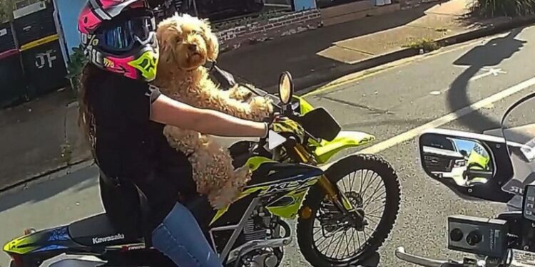 Πρόστιμο σε γυναίκα οδηγό μοτοσικλέτας, η οποία είχε τον σκύλο της δεμένο στο στήθος (vid)