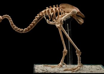 Επιστήμονες στη Νέα Ζηλανδία θέλουν να αναστήσουν πουλί που είχε εξαφανιστεί πριν από 600 χρόνια (vid)