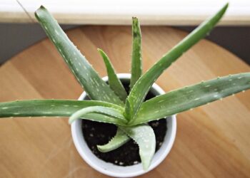 Αλόη βέρα: Το κόλπο με αλουμινόχαρτο που την μεταμορφώνει